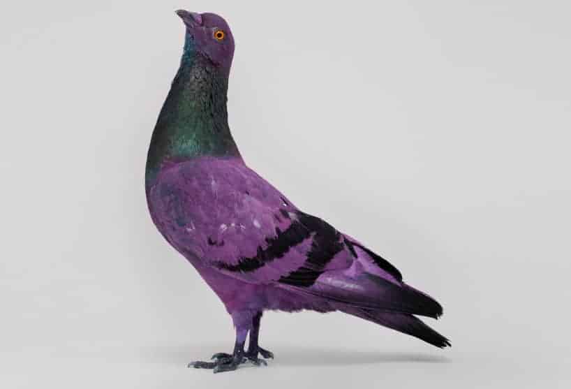 pigeon 02