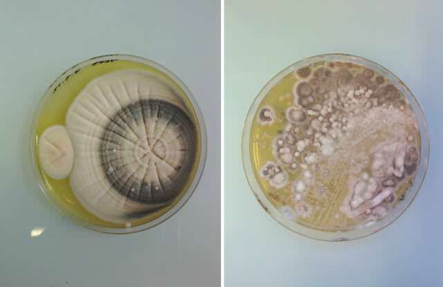 bacterieën als kunst
