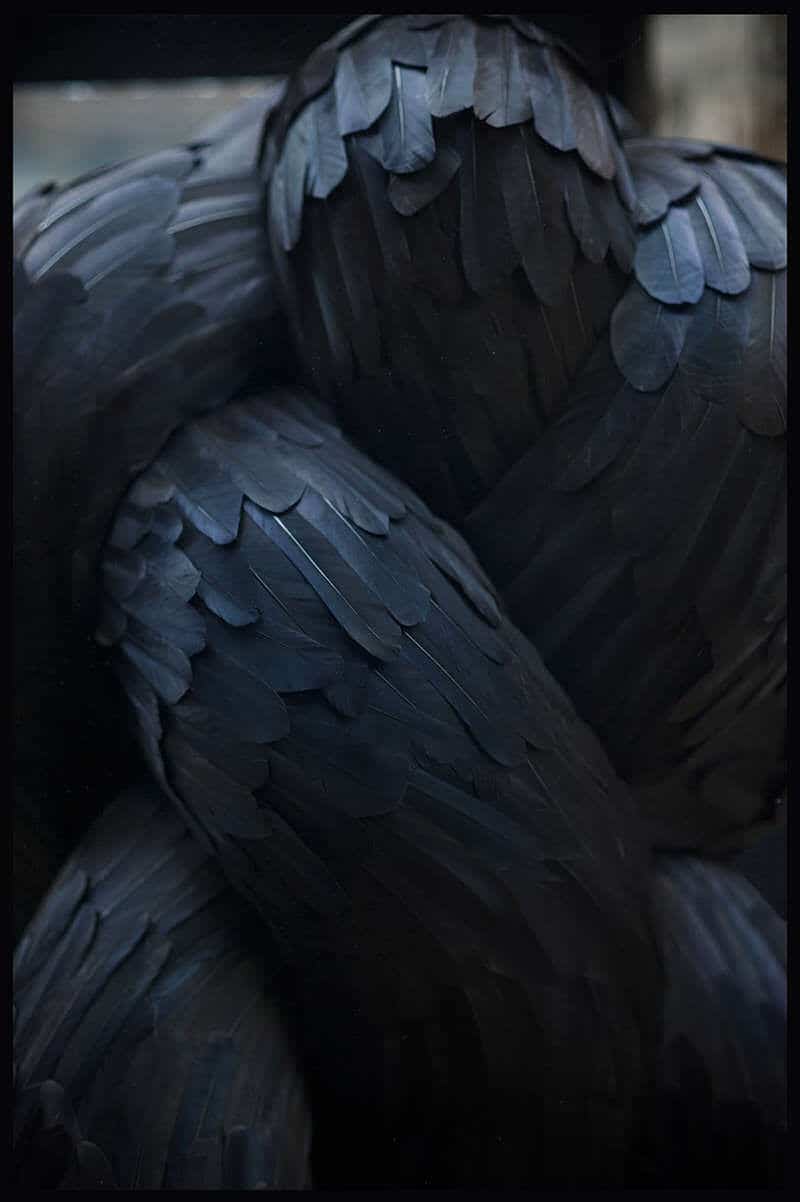 Sculpturen van veren door Kate MccGwire