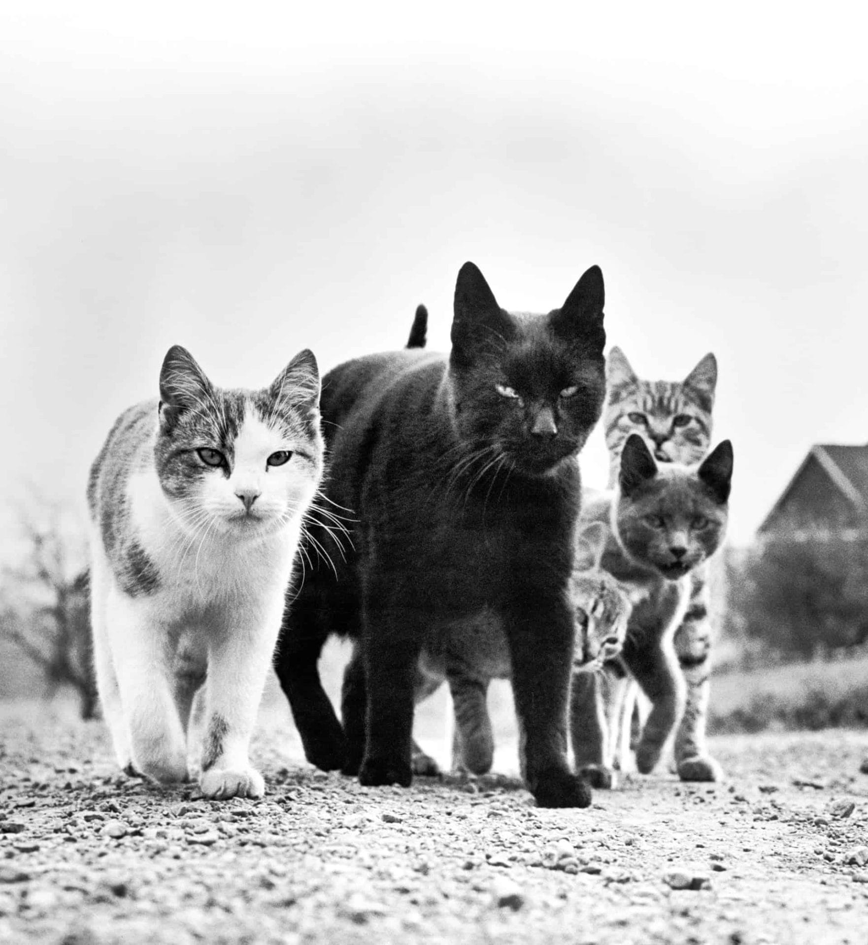 Foto van een kat door Walter Chandoha