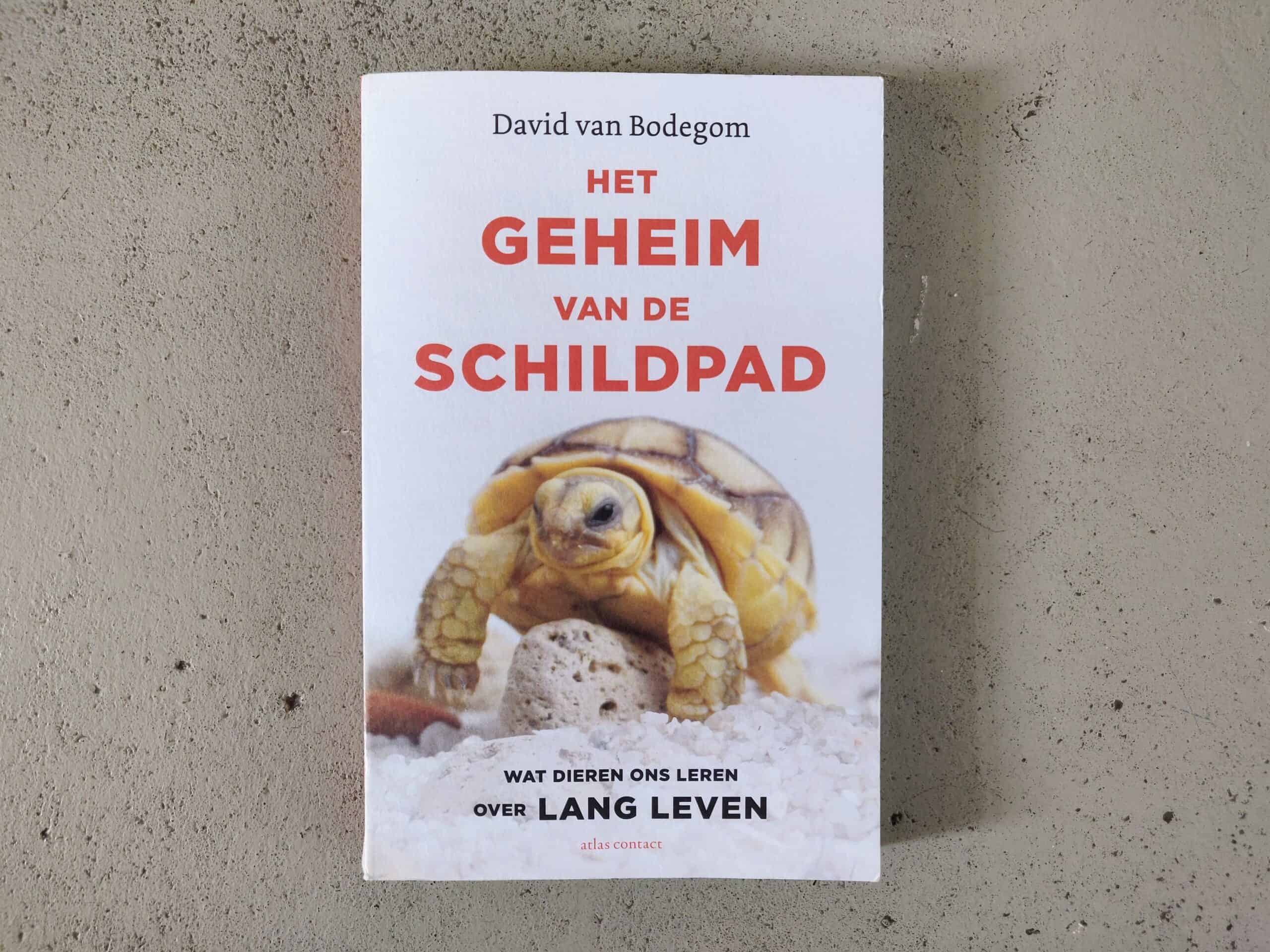 David van Bodegom - Het geheim van de schildpad