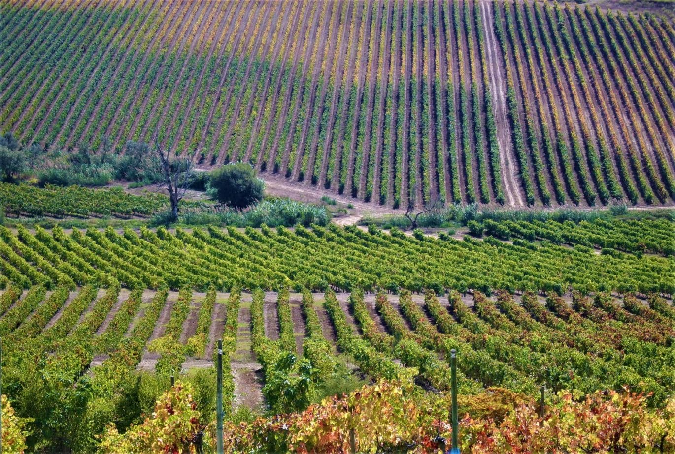 Wijnreis Portugal