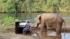 Paul Barton speelt piano voor olifanten in Thailand