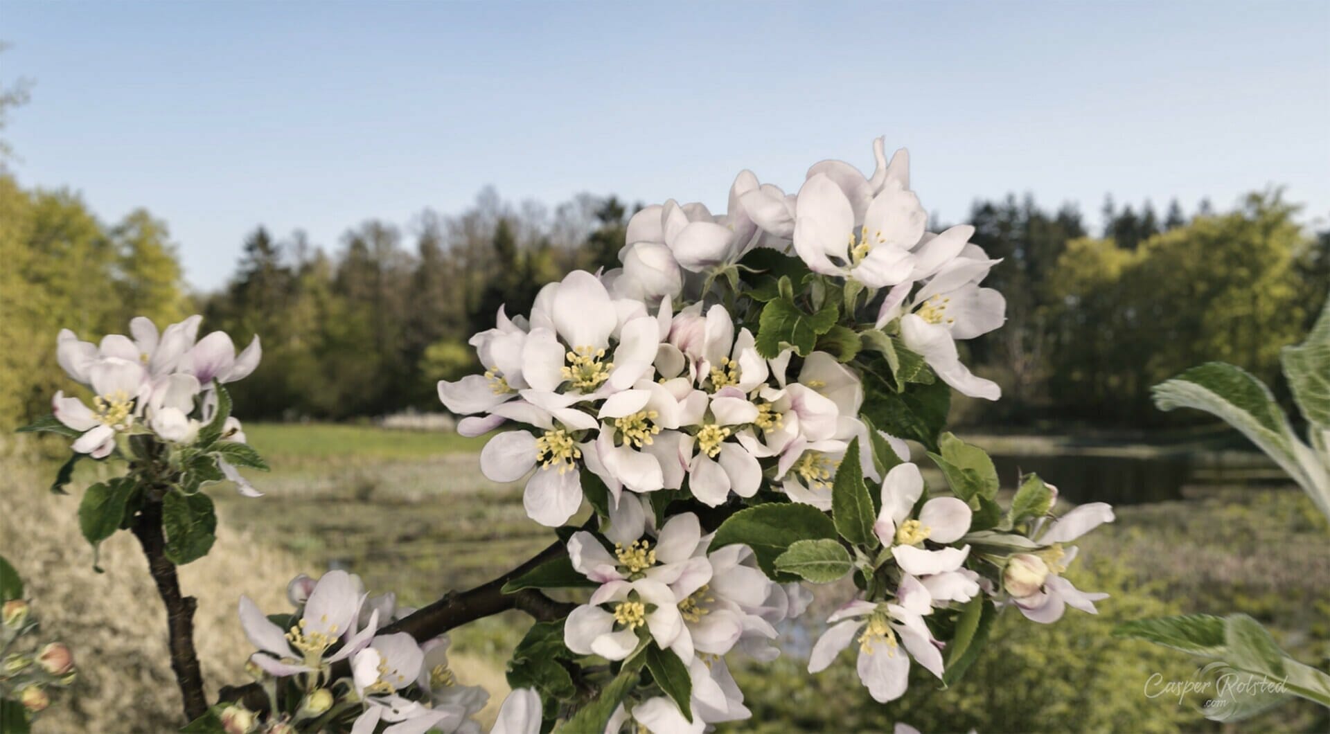 Lente in Denemarken