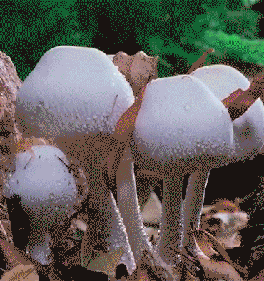 Achter de schermen bij Fantastic Fungi