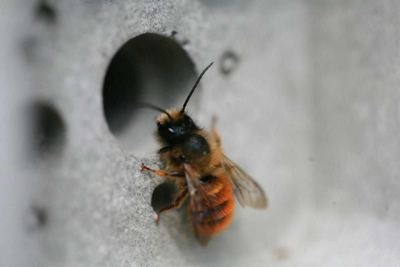 Bijzondere baksteen voor bijen