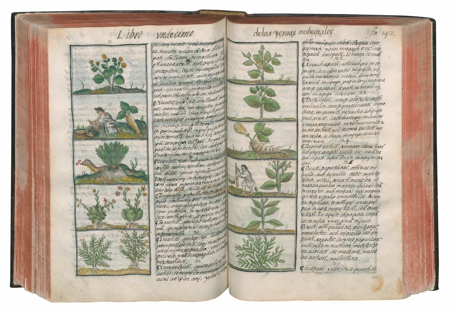 Bernardino de Sahagún, “General History of the Things of New Spain: The Florentine Codex” (1577), ink on paper, each page 12 ¼ × 8 ¼ inches, Biblioteca Medicea Laurenziana, Florence. Image courtesy of Library of Congress, Rare Book and Special Collections Division