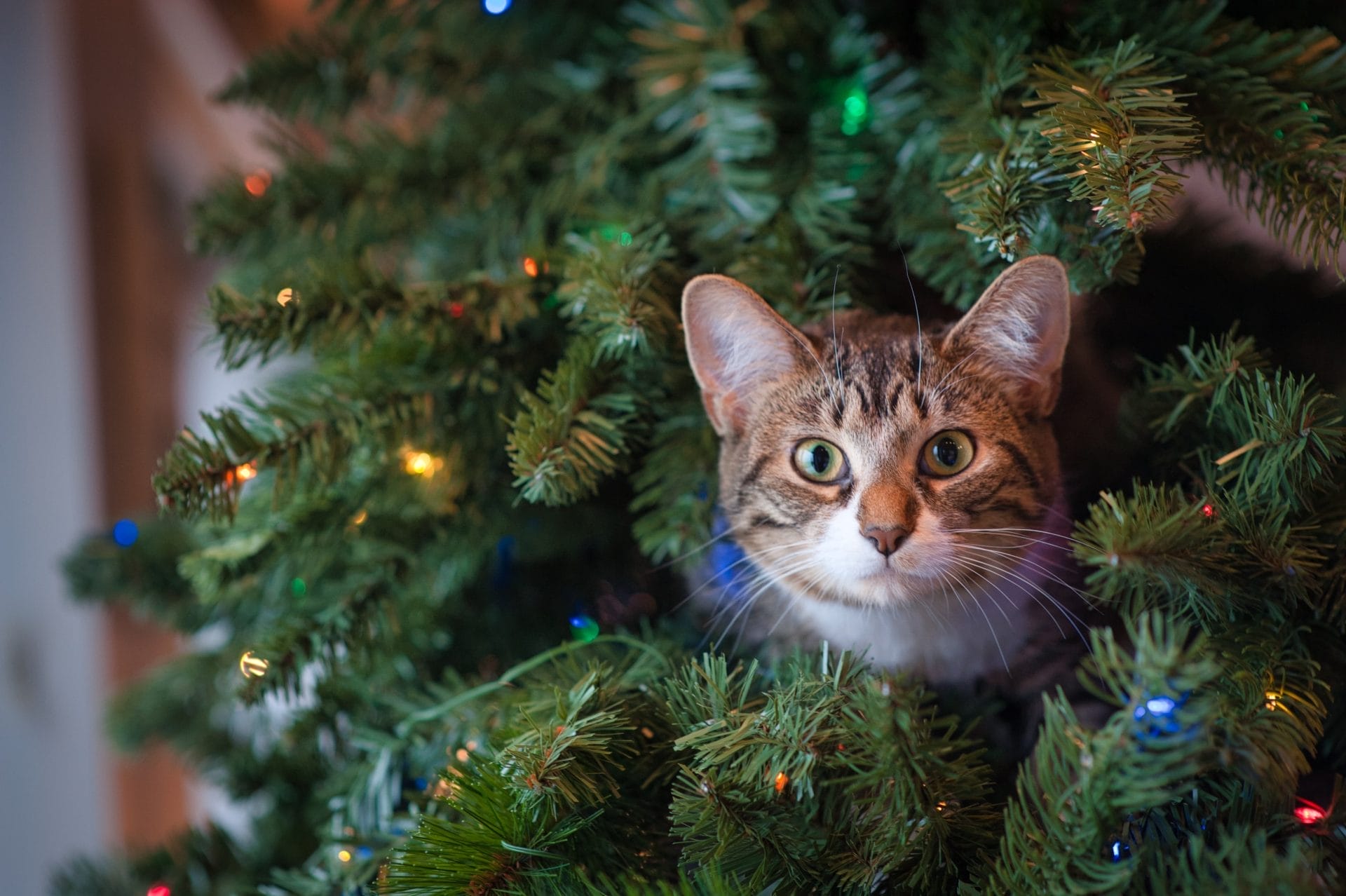 kerstboom met kat
