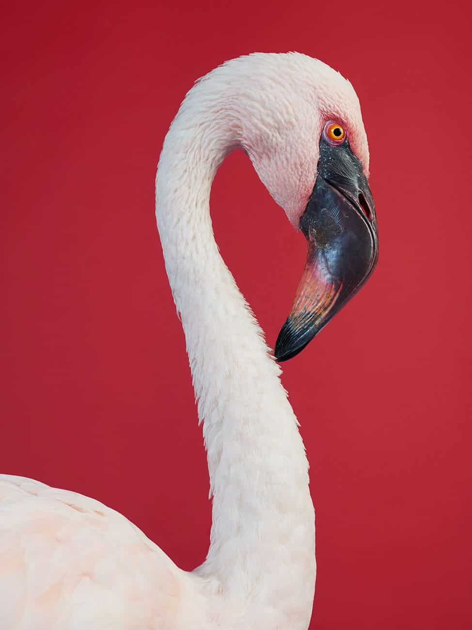 AURA-Flamingo-Jasper-Abels