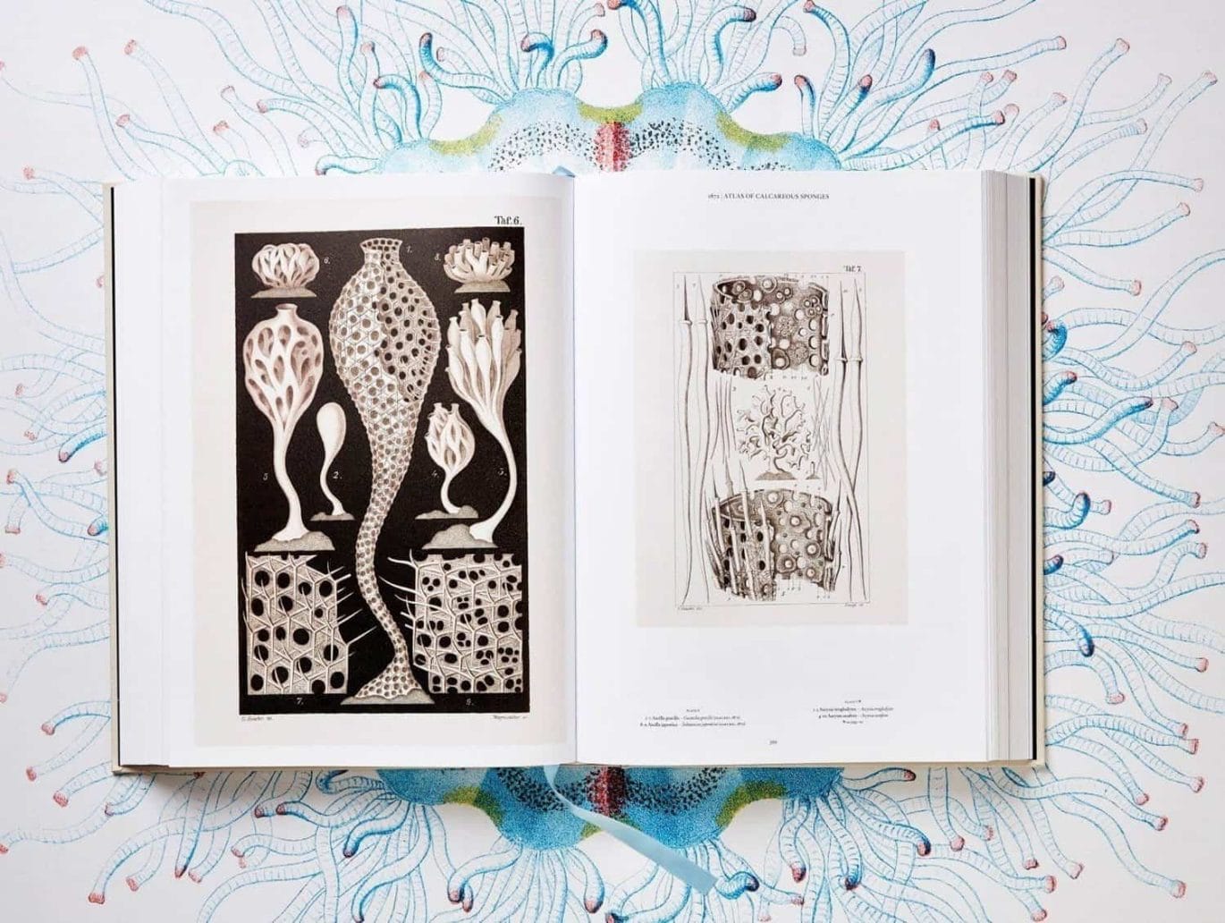 Boek met illustraties van Ernst Haeckel