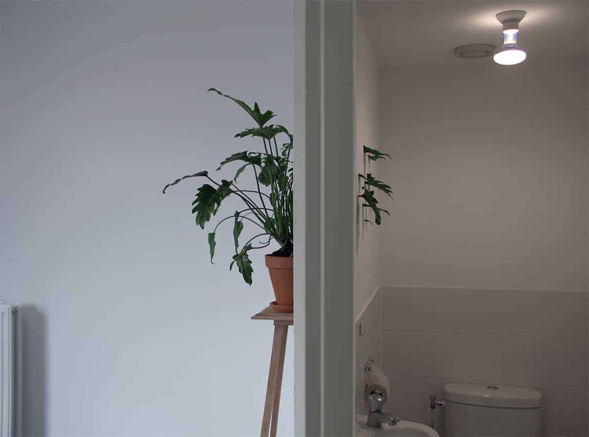plant groeit door muur