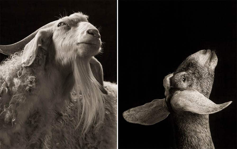 Schapen en geiten in zwart-wit