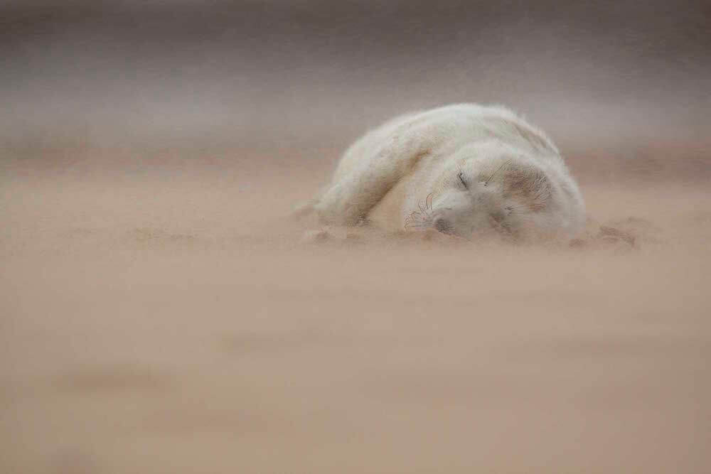 “Grey Seal Pup in a Sandstorm,” Norfolk, Engeland. Door Jamie Hal