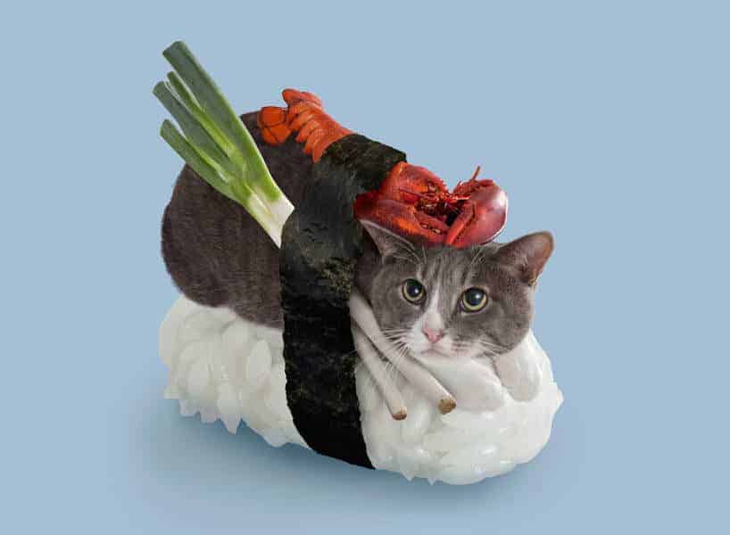 kat met zeewier en rijst